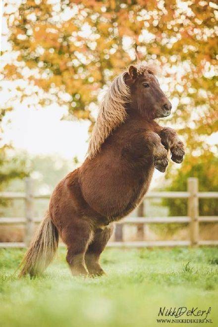 这个品种的小马驹你见过吗矮马，太可爱了