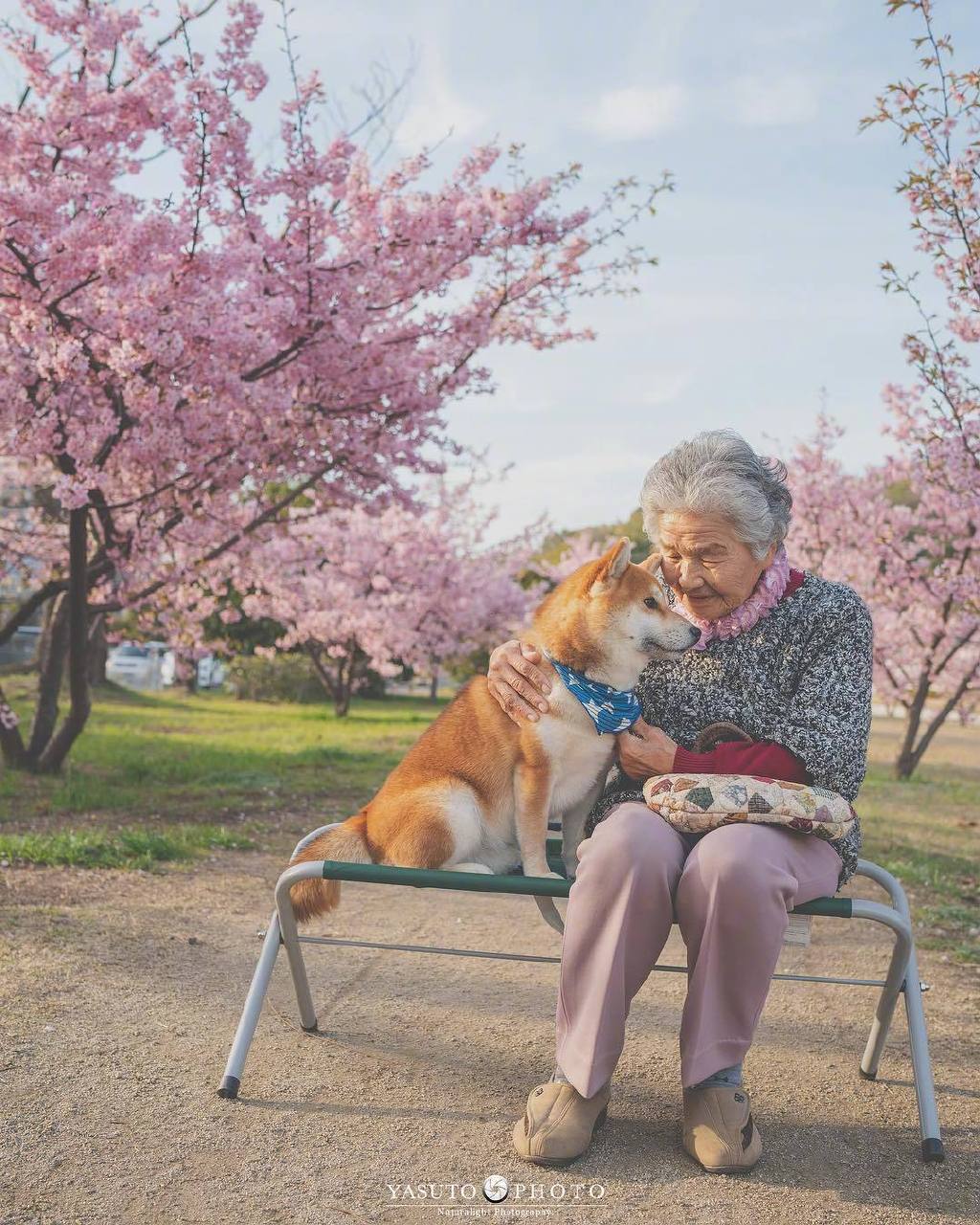 又是一年樱花季，日本摄影师Yasuto上周又带着奶奶和柴犬去赏樱了，好暖心的画面啊