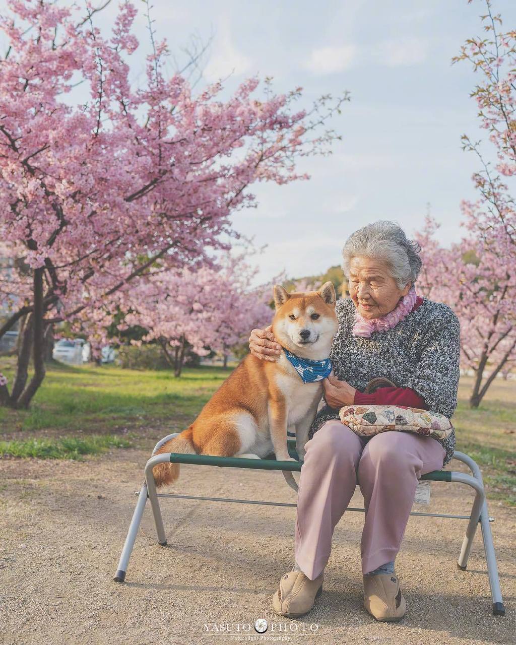 又是一年樱花季，日本摄影师Yasuto上周又带着奶奶和柴犬去赏樱了，好暖心的画面啊