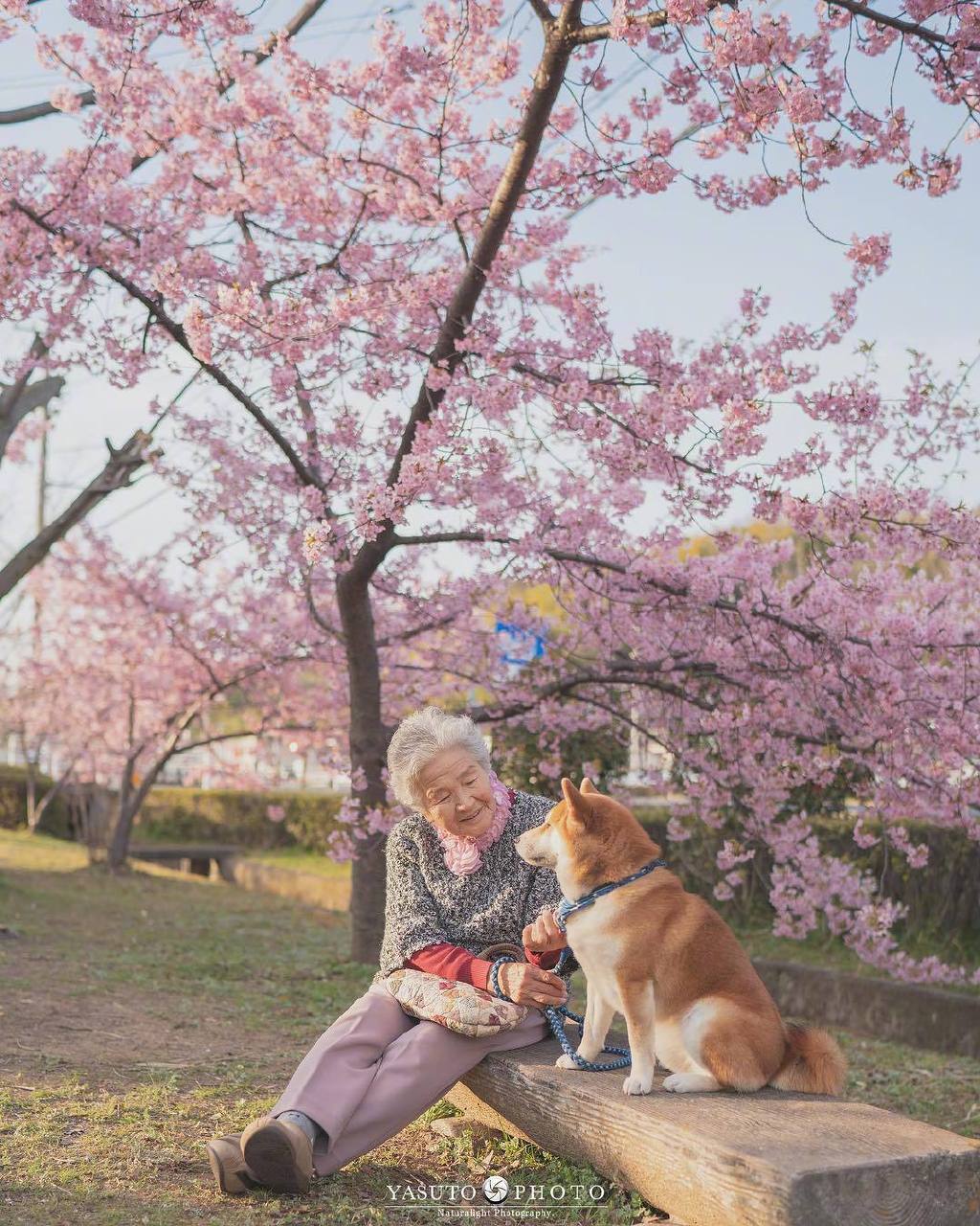 又是一年樱花季，日本摄影师Yasuto上周又带着奶奶和柴犬去赏樱了，好暖心的画面啊