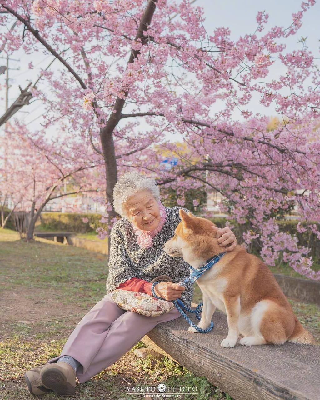 又是一年樱花季，日本摄影师Yasuto上周又带着奶奶和柴犬去赏樱了，好暖心的画面啊