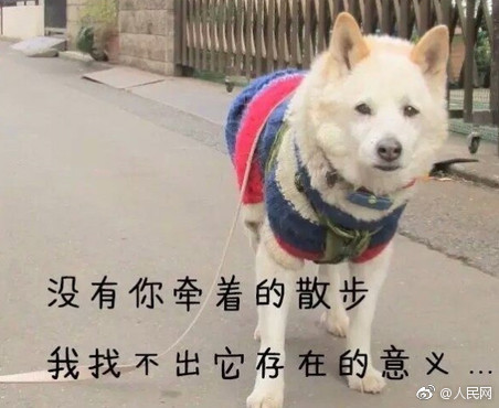 杭州加大养狗管理力度：规定遛狗时间 不栓狗绳或将没收狗