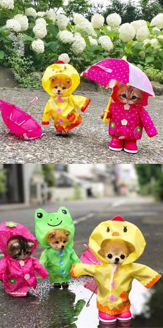 日本手作达人制作的羊毛毡小猫小狗，萌炸了！！！！ ​​​​