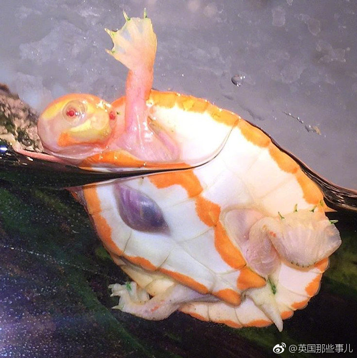 一只患上白化病和心脏异位的小龟