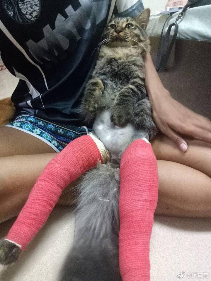 猫咪脚受伤了  在宠物医院包扎出来以后就成了这个样子...
