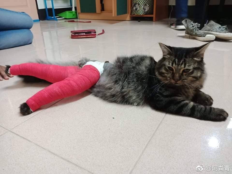 猫咪脚受伤了  在宠物医院包扎出来以后就成了这个样子...