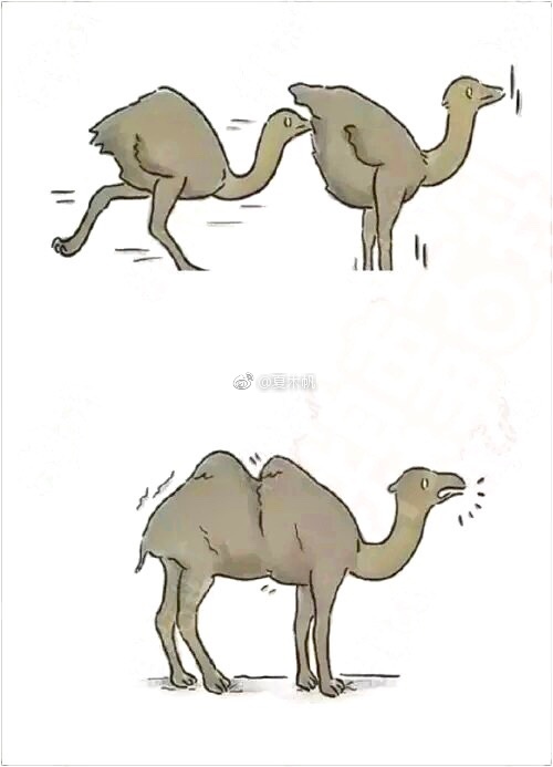 你们有考虑过骆驼的感受吗。。。。