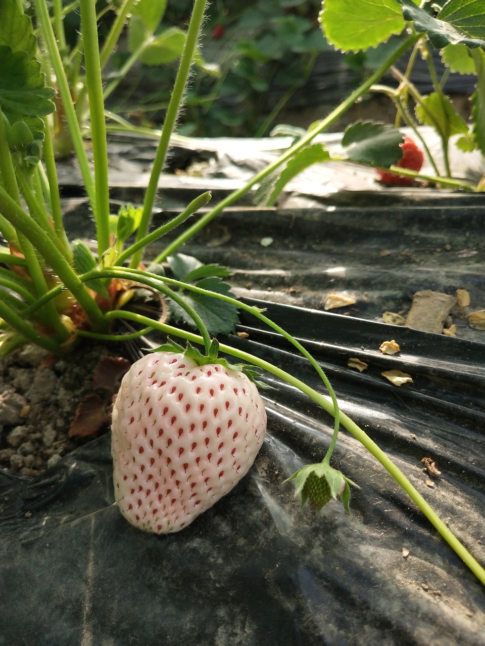 你们知道为什么现在会有白草莓吗？