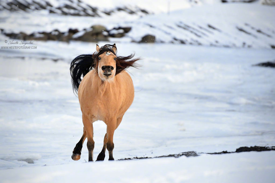 挪威一只放荡不羁的马儿Elmer，撒起欢来全身都是戏