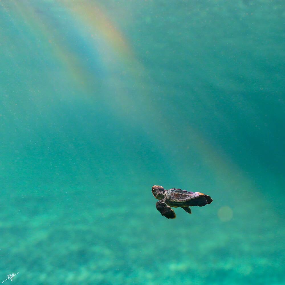 摄影师拍摄到的一抹彩虹下的一只小龟，画面就好像一个童话故事的开始