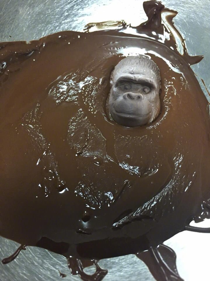 每一个巧克力猩猩都有一颗倔强的头