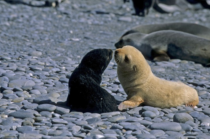 白变的南极海狗也被称为金海狗