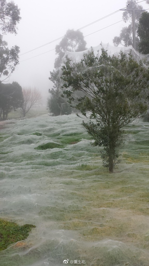 我去 澳洲蜘蛛网季 不是下雪
