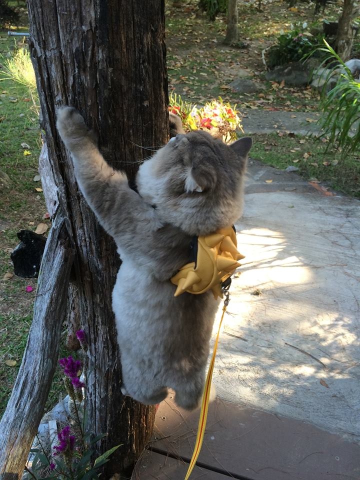 泰国的一只小胖，因为比较圆润，有媒体报道时都称它为“猪猫”......好气啊！