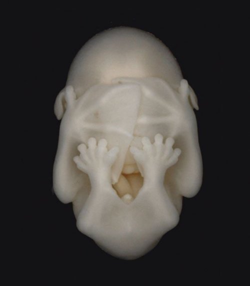 蝙蝠胚胎，像卡通的恶魔卵，有一种即恐怖又可爱的感觉。