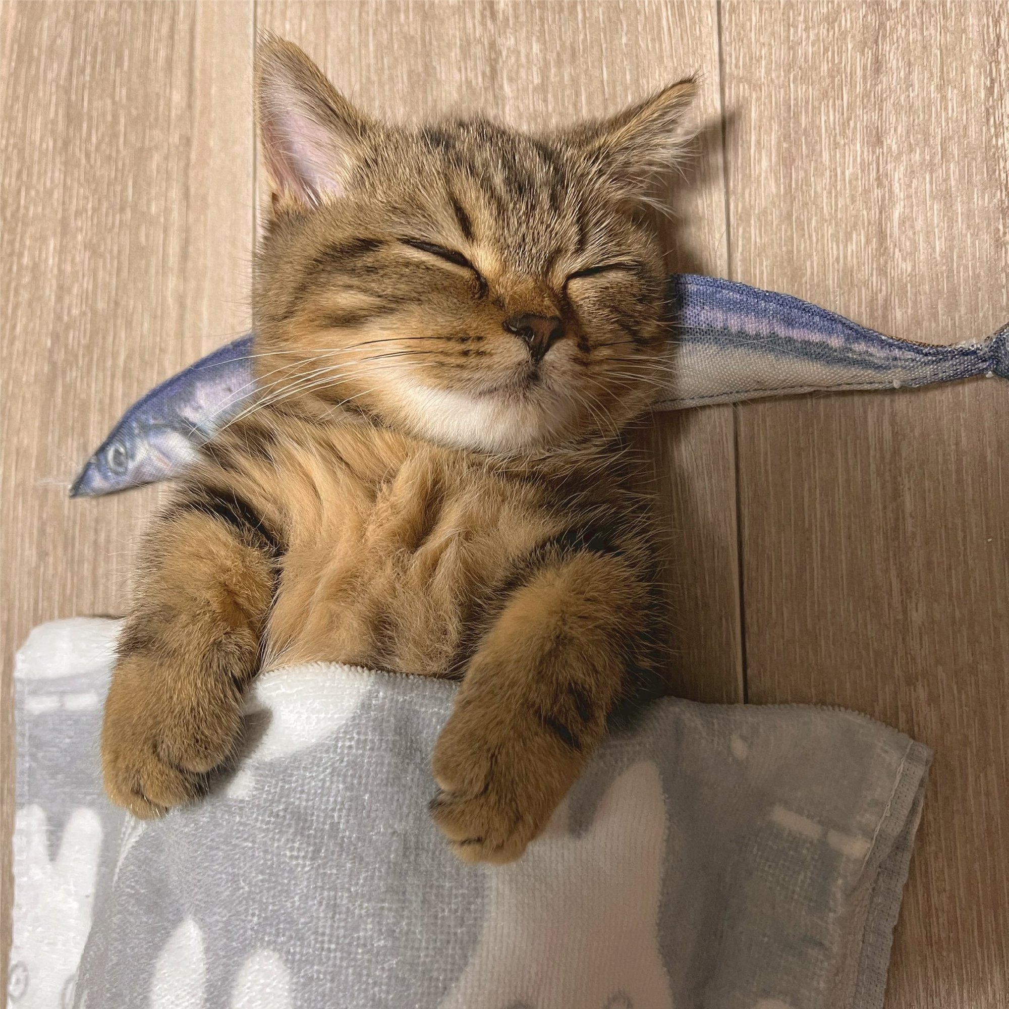 【动漫美图】你喜欢猫娘吗！？猫猫图壁纸特辑 P站美图-第12张