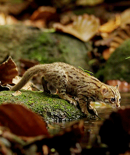 世界上体型最小的猫科动物之一：锈斑豹猫 ​​​​。