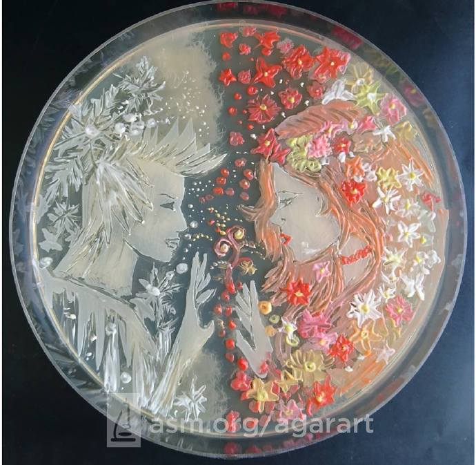美国微生物学会的培养皿绘画大赛。