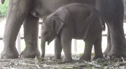 刚出生的小象️ 因为太小好像还不知道“大象鼻子”是什么东西！