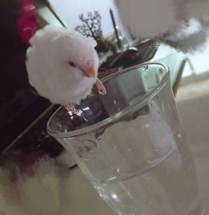 当主人满怀期待，想看看她家宠物鸟会用何种机智的方式喝到杯子里的水时