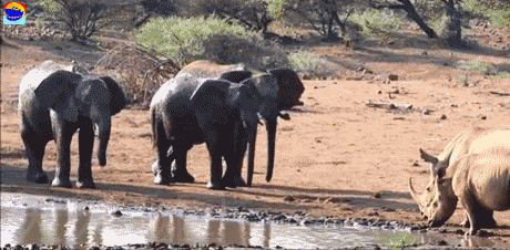 到底是大象赢还是犀牛赢 ？
