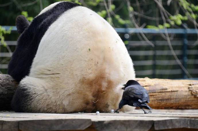  告诉你们北京动物园的鸟是拿生命铺窝的