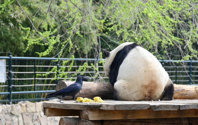  告诉你们北京动物园的鸟是拿生命铺窝的