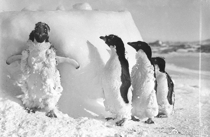00年前，澳洲首支“南极敢死队”拍下了这组照片"