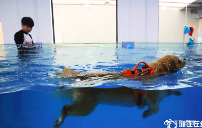 杭州一宠物游泳池，狗狗208元游一次