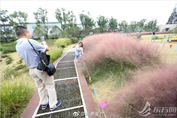  十一过后的上海网红景点“粉红田野”