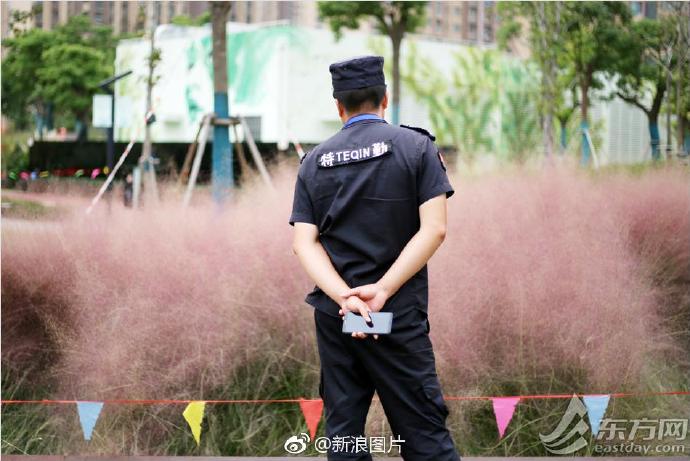  十一过后的上海网红景点“粉红田野”