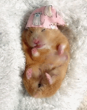 一只仓鼠的睡帽都比我多系列