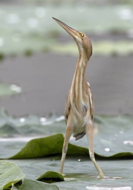 黄苇鳽， 是一种脖子长腿也长的鸟，越看越沙雕