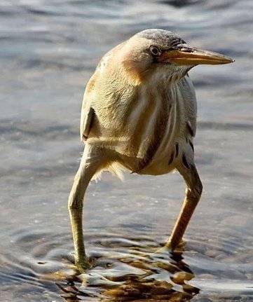 黄苇鳽， 是一种脖子长腿也长的鸟，越看越沙雕