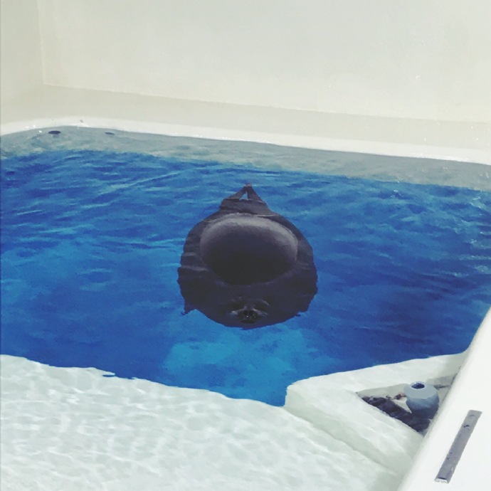 日推网友去鸭川水族馆玩，在水里发现的神秘生物（一只胖海豹）