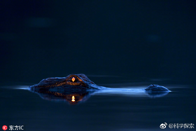 摄影师拍鳄鱼眼睛露出凶狠红光