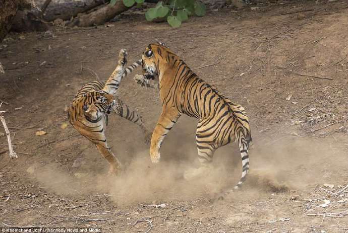 摄影师Khemchand Joshi在印度国家公园拍到了一只雄性老虎在求偶时和雌性老虎打架的照片