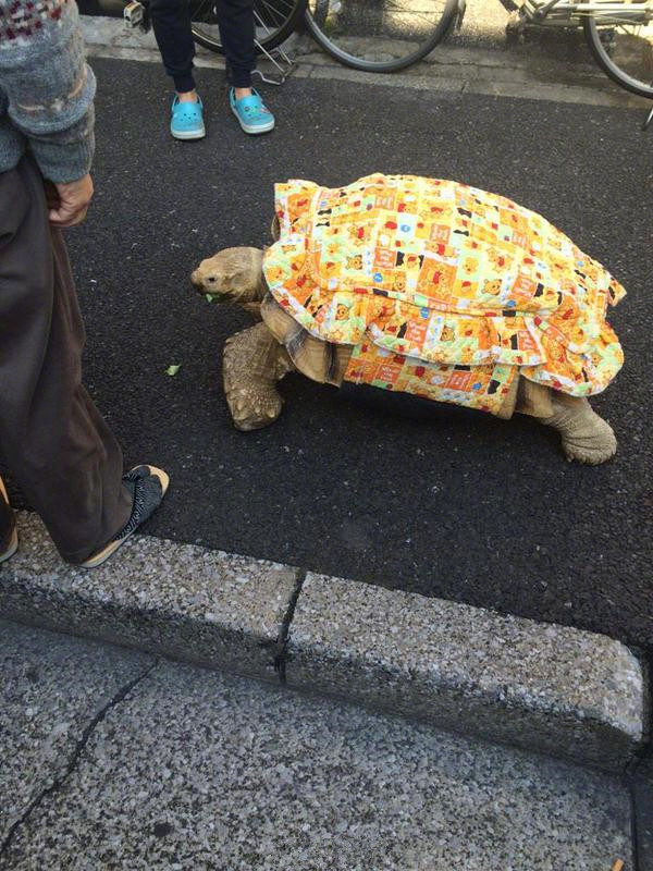 东京月岛3丁目一带，有一位爷爷每天都出来遛……乌龟