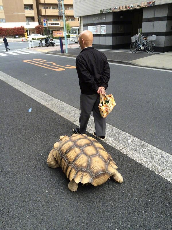 东京月岛3丁目一带，有一位爷爷每天都出来遛……乌龟