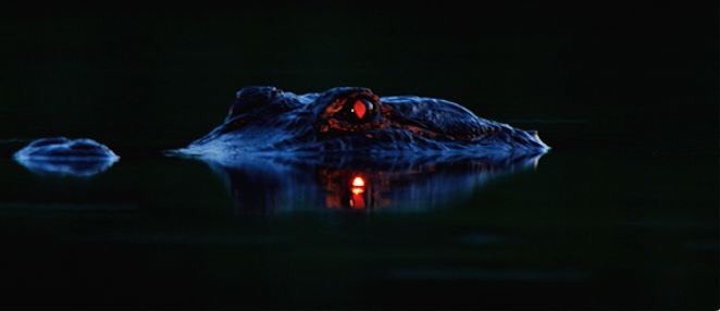 鳄鱼眼睛照膜在黑暗处对于光的反应，看起来很像河中船灯。