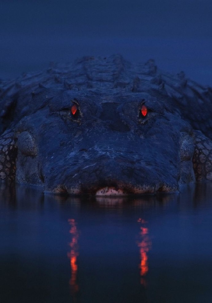 鳄鱼眼睛照膜在黑暗处对于光的反应，看起来很像河中船灯。
