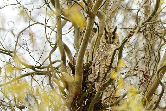 long-eared-owl-6063351__480