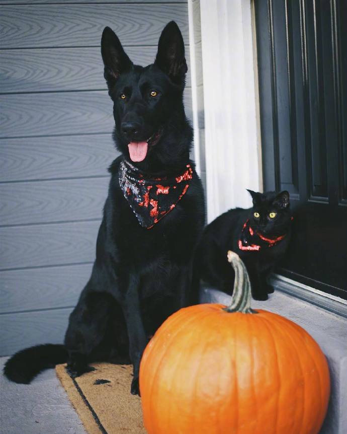 一位加拿大网友分享了自己家黑狗Kingsley和黑猫Otis的日常生活。