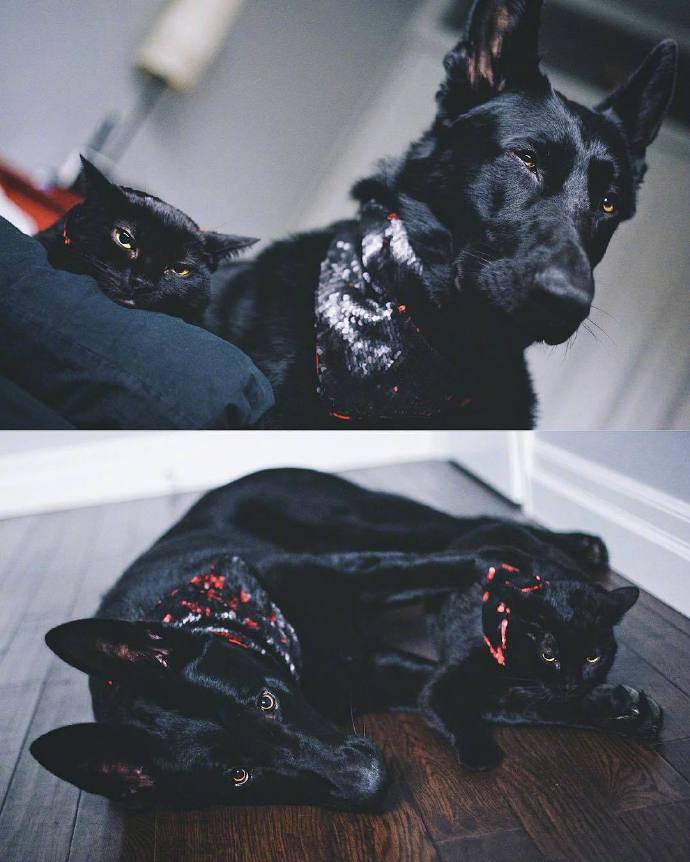 一位加拿大网友分享了自己家黑狗Kingsley和黑猫Otis的日常生活。