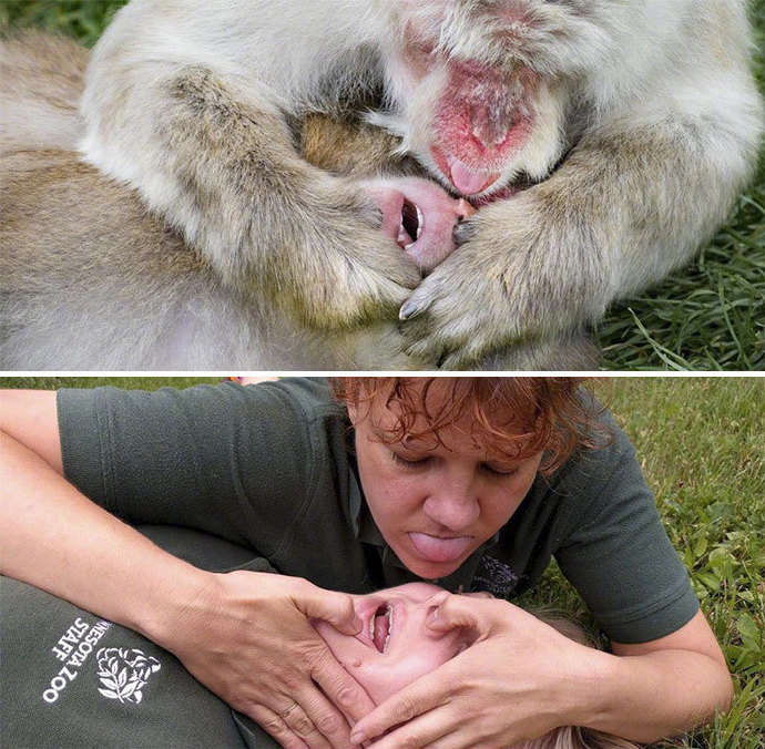 为庆祝“全国动物园管理员周”，美国明尼苏达某动物园的员工们搞了一组动物cos照