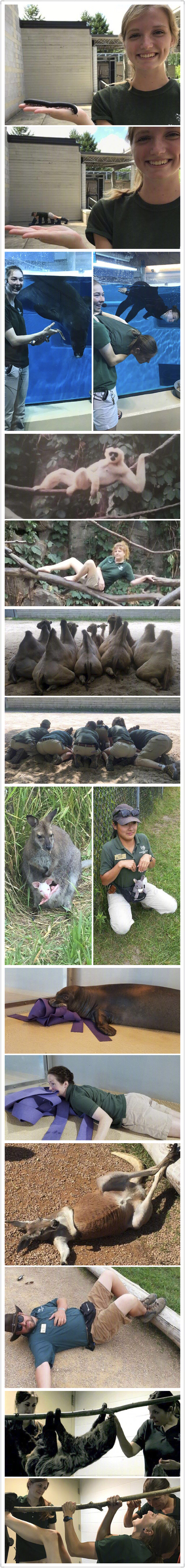为庆祝“全国动物园管理员周”，美国明尼苏达某动物园的员工们搞了一组动物cos照