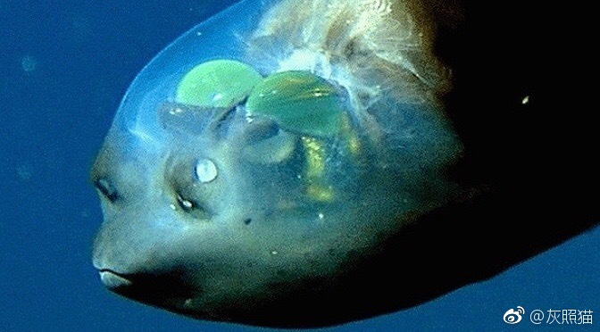 大鳍后肛鱼macropinna microstoma，也称太平洋桶眼鱼，论装逼你只能服它！