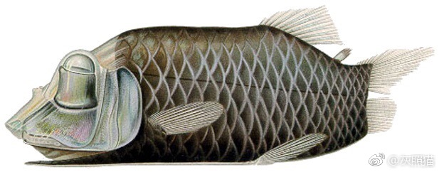 大鳍后肛鱼macropinna microstoma，也称太平洋桶眼鱼，论装逼你只能服它！
