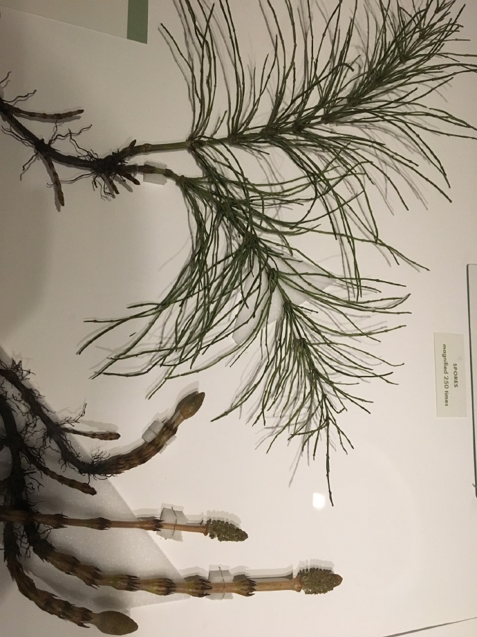  哈佛自然历史博物馆的玻璃植物标本收藏。