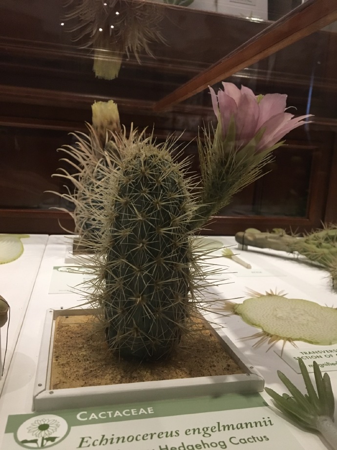  哈佛自然历史博物馆的玻璃植物标本收藏。